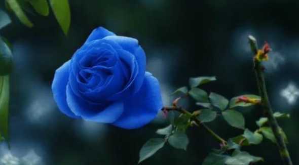 蓝色月季的花语是什么 蓝色玫瑰的花语是什么