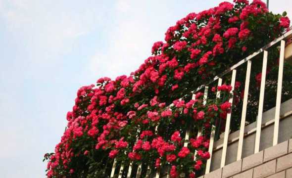 室外露台种什么观赏花 露台适合养什么花和树