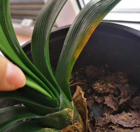 花叶烂了用什么方法治 蝴蝶兰烂叶 蝴蝶兰叶子烂了怎么办