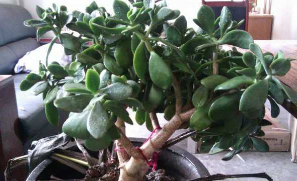 肉肉植物长在什么地方 肉肉适合生活在什么地方