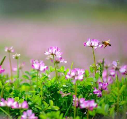 什么花生长环境非常好 什么花容易养活,室内最好养的植物排名