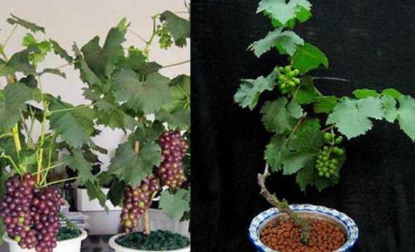 盆栽葡萄冬季怎么过冬 秋季栽种的盆栽葡萄怎么过冬