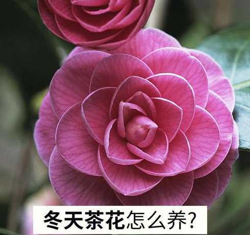冬季茶花什么时候浇水 茶花浇水时间和正确方法