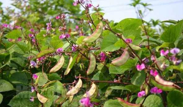 扁豆的种植要注意什么 扁豆是非常常见的蔬菜,种植扁豆有哪些注意点