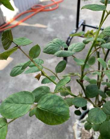 为什么盆栽玫瑰不开花 没什么我的玫瑰只长花苞不开花呢
