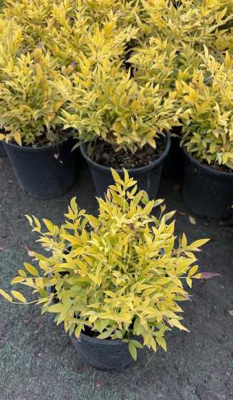 为什么有红色的南天竹 我想问一下南天竹在什么条件下会变成红色