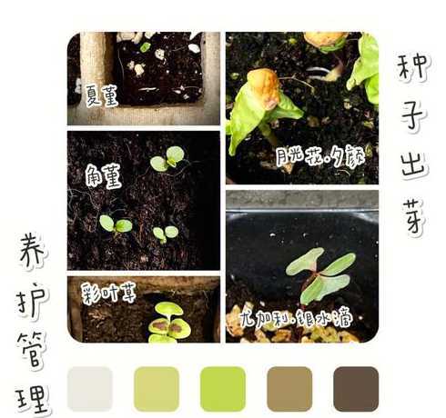 高温季节草籽如何发芽 如何进行黄瓜育苗