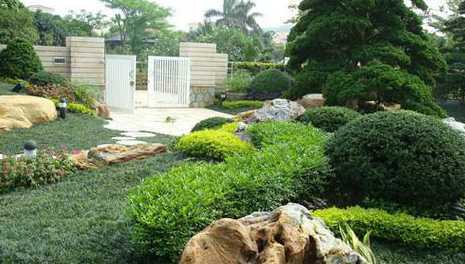 别墅庭院种什么草打理 别墅庭院植物种植哪些好