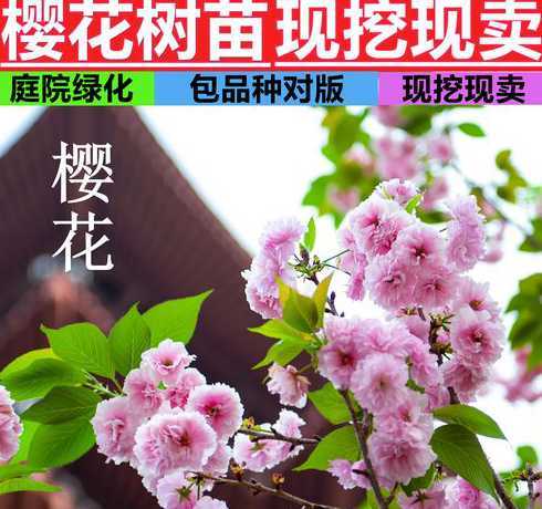 樱花树苗什么时间种好 什么时间种植樱树花 什么时间种植樱树花好养