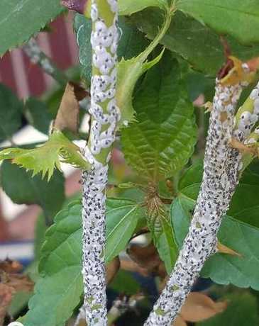 为什么月季花朵里有虫 月季花上长虫子是怎么回事