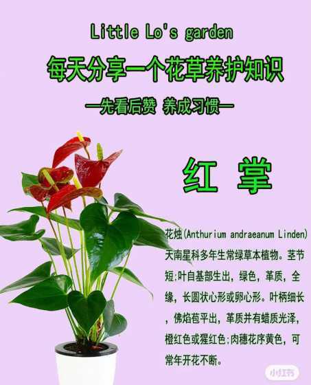 红掌怎么样才能过夏天 红掌夏天怎么养