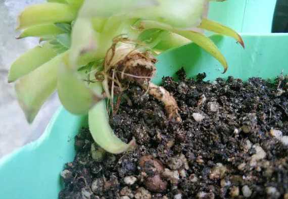 多肉暴晒会怎么样烂根 多肉植物烂根怎么办