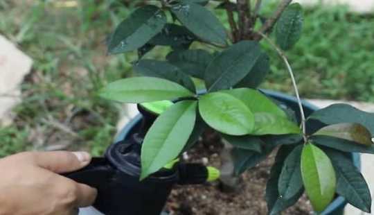 盆栽桂花冬季怎么浇水 盆栽桂花冬天怎么养,6大要点让桂花安然过冬