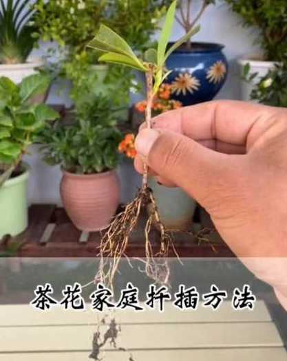 茶花扦插移植注意什么 茶花扦插方法