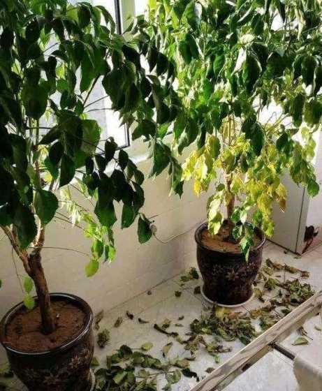 盆栽树掉叶子怎么补救 小榕树掉叶子怎么办