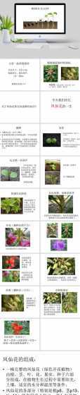 花卉生长是指花卉植株在 怎样采集花卉植株样品