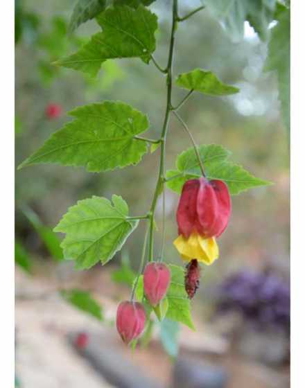 红萼苘麻冬季怎么养护 红萼苘麻是如何繁殖的