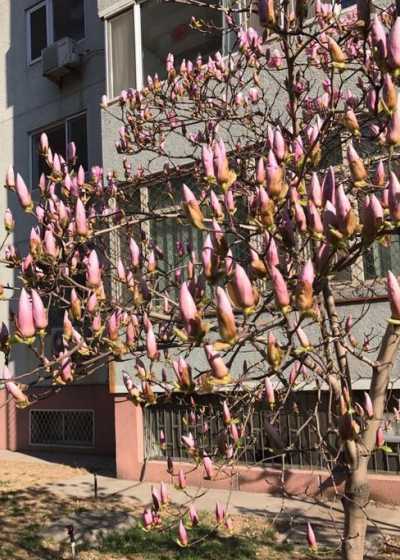 紫玉兰花为什么不开花 玉兰花不开花原因