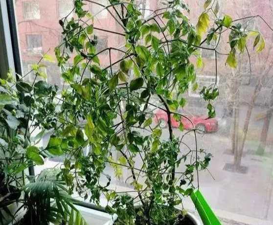 为什么树到夏天掉叶子 香樟树现在为什么夏天要落叶