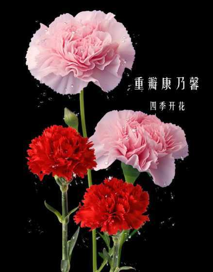 康乃馨的花有什么讲究 康乃馨各色花语及象征意义