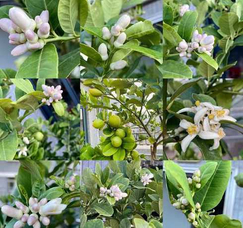 柠檬盆栽什么时间结果 柠檬树什么时候开花什么时候结果