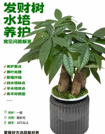 水培发财树冬天怎么养 发财树可以一直水培吗,请问发财树可以泡在水里养吗