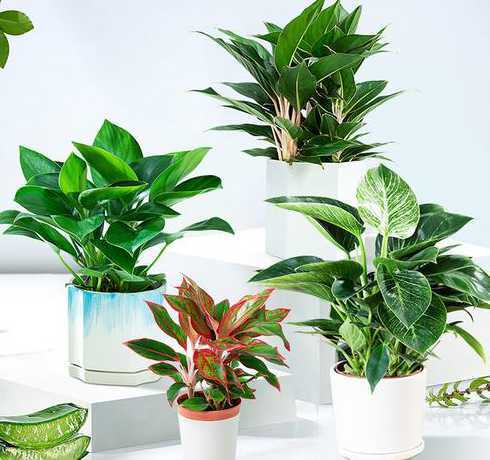 办公室适当养什么植物 哪些植物适合办公室养