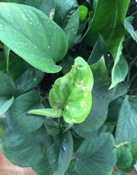 绿萝土里有虫子怎么办 绿萝土里长小白虫子怎么办(绿萝土里长小白虫子图片)