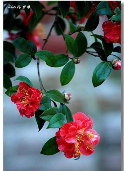 什么茶花的时候给朋友 山茶花代表什么意思