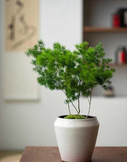 蓬莱松适合什么季节种 蓬莱松适合什么地方养,好养吗。