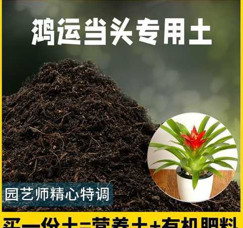 鸿运当头移栽用什么土 鸿运当头用什么土养
