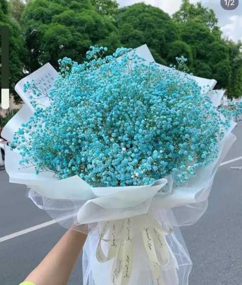 满天星为什么代表思念 满天星花语和寓意,纯洁浪漫/友情/思念等