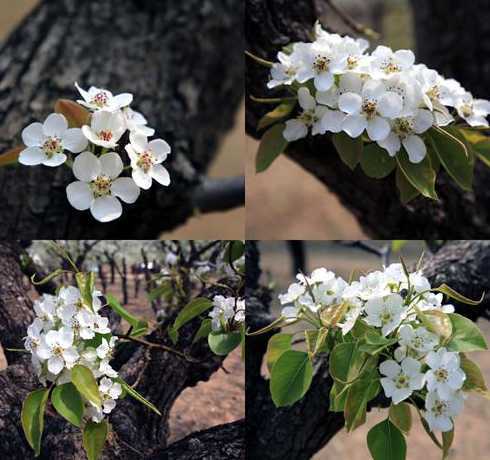 梨树为什么9月份开花 梨树为什么在夏天开花