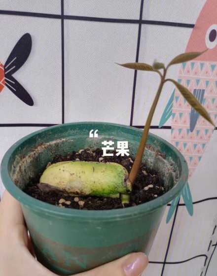 水果种子发芽后怎么种 芒果核发芽了要怎么样种植