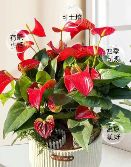 火鹤花用什么土种植好 红掌用什么土壤好