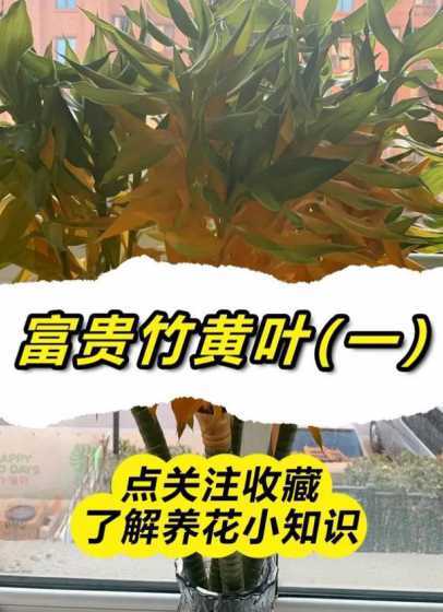富贵竹叶为什么会发黄 为什么水养富贵竹的叶子变黄了。(带图)。