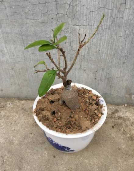 人参榕的根部怎么处理 人参榕老叶发黑新叶发黄,是什么原因,该怎么办