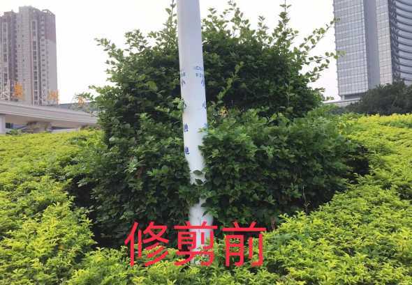 春季什么时候修剪灌木 绿化树最佳修剪时间 绿化树什么时候修剪好