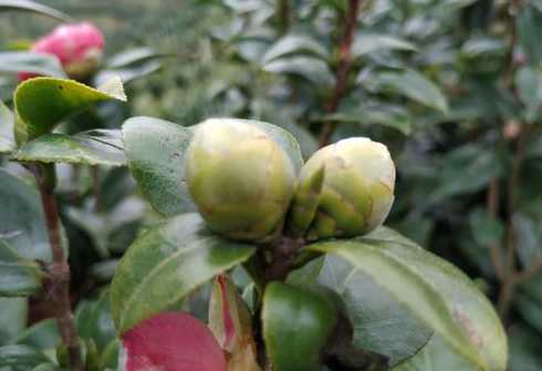 茶花的花蕾是怎么样的 茶花的花蕾开始枯萎,半开的花现黑点是什么原因