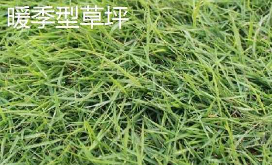 什么是冷型草和暖型草 什么叫暖季型草坪什么叫冷季型草坪