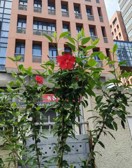 扶桑什么时候移到室外 请问,花在室外什么时候要搬回室内才可以