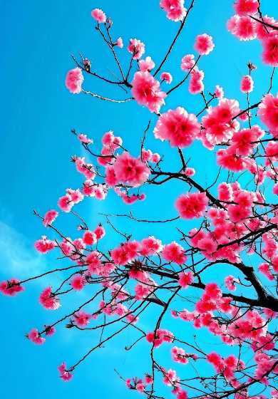 梅花什么是季节开花的 梅花是什么季节开的