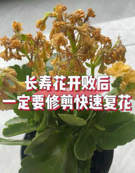 长寿花凋谢后怎么补救 长寿花蔫了有补救的办法吗