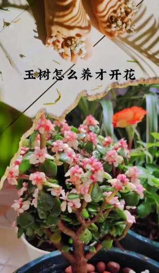 怎么修剪玉树才会开花 玉树要怎样才会开花(玉树怎样才能开花儿)