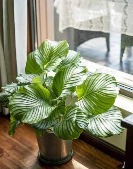 南方盆栽植物怎么过冬 开花植物如何过冬