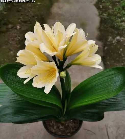 怎么样培育花叶君子兰 怎样让君子兰长侧芽