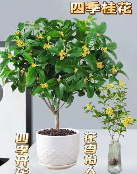 四季桂开什么颜色的花 桂花有什么颜色