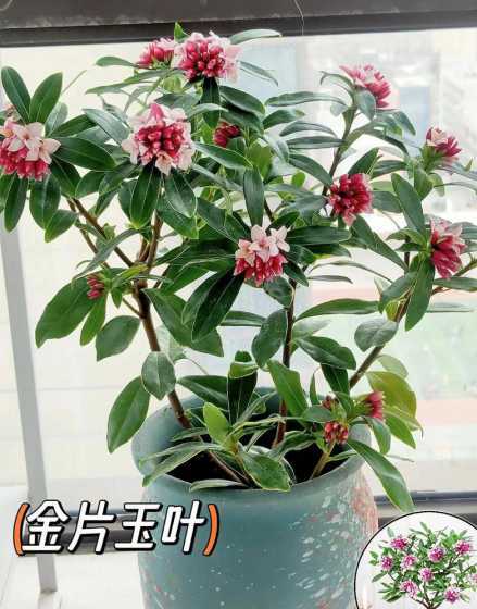 盆栽金边瑞香怎么配土 盆栽金边瑞香的盆土