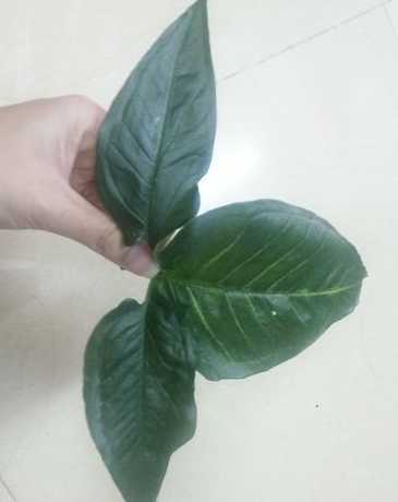 为什么树叶的茎会裂开 树是怎么死亡的,为什么树的年轮最多不超过10000