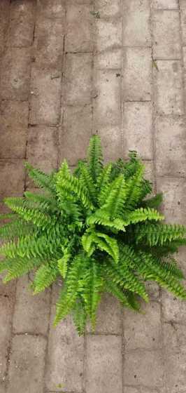 什么盆栽适合阳光不多 阴凉无阳光地方种什么盆栽